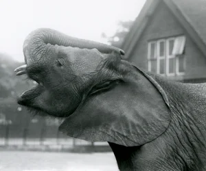 Jonge Afrikaanse Olifant Kiberenge die zijn slurf opheft en roept, London Zoo, augustus 1925