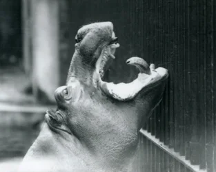 Jonge nijlpaard Bobbie in de London Zoo, 1927
