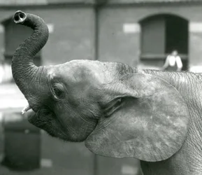 Jonge vrouwelijke Afrikaanse Dwergolifant Oojah die haar slurf opheft in de London Zoo, augustus 1925