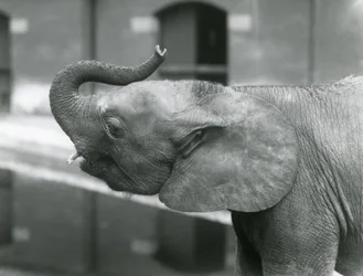 Jonge vrouwelijke Afrikaanse dwergolifant Oojah heft haar slurf in de Londense dierentuin, juli 1925