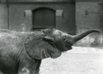 Jonge vrouwelijke Afrikaanse dwergolifant Oojah heft haar slurf voor een traktatie in de Londense dierentuin, juli 1925