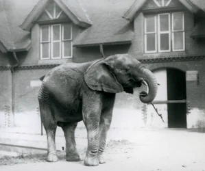 Jonge mannelijke Afrikaanse olifant Kiberenge voor het olifantenhuis, London Zoo, juni 1927