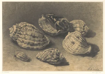 Zes schelpen
