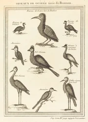Guinese Vogels uit Bosman