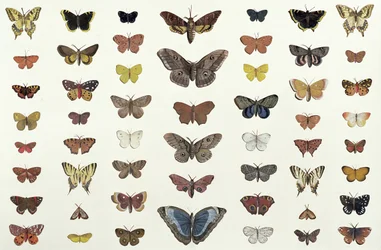 Een collage van vlinders en motten, waaronder de rouwmantel, de Britse koninginnenpage, de koninginnenpage, de dagpauwoog en de kleine vos, ca. 1830 (druk van 104967)