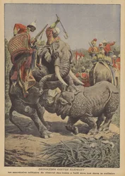 Een neushoorn die een olifant aanvalt in India