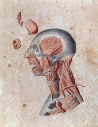 Anatomie van het hoofd, getekend door een student