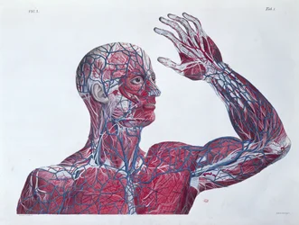 Anatomie van het menselijk hoofd en arm, uit een boek over anatomie door Francesco Antommarchi (1789-1838) gegraveerd door Mascagni, c.1820