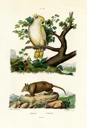 Gordeldier