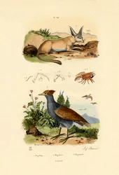 Grote Oorvos