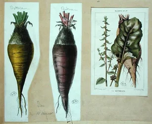 Biet, drie botanische platen