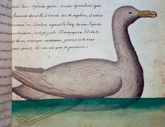 Vogel genaamd Goualent, Straat van Magellan, aquarel uit logboek van Jacques Gouin de Beauchesne, kapitein van Compagnie royale de la Mer du Sud, van 1698 tot 1701, Frankrijk