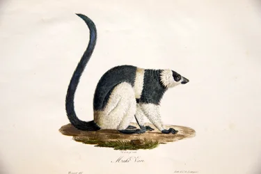 Zwartwitte vari, uit Histoire Naturelle des Mammifères, avec des figures originales, door Étienne Geoffroy Saint-Hilaire & Frédéric Cuvier, 1824-42
