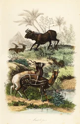 Zwart gnoe, Connochaetes gnou, ernstig bedreigde addax of schroefhoornantilope, Addax nasomaculatus, en harnasbosbok of kewel, Tragelaphus scriptus