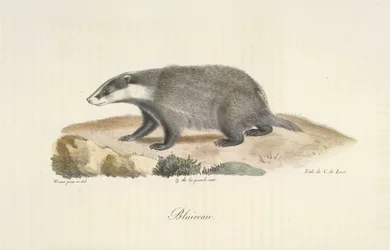 Das, uit Histoire Naturelle des Mammifères (kleur litho)