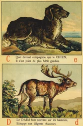 C als Hond en D als Suède