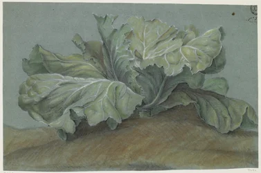 Koolplant