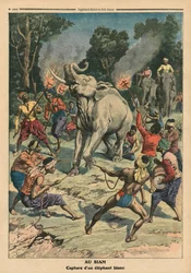 Het vangen van een witte olifant in Siam, illustratie uit 