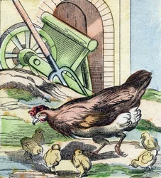 Kip en kuikens. Gravure in "Buffon Alphabet des Oiseaux n 2". 3e Serie N 2. Imaging of Epinal, Epinal, eind 19e eeuw. 16 pagina