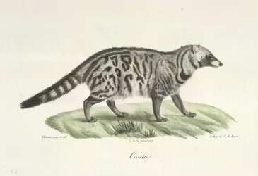 Civette, uit Histoire Naturelle des Mammifères