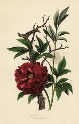 Gewone pioenroos, Paeonia officinalis, met spinnenweb