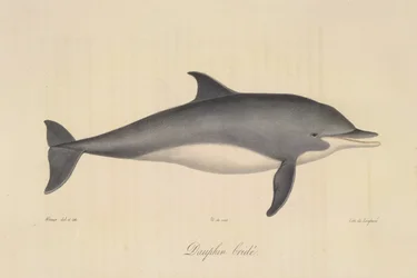 Gestreepte dolfijn, uit Histoire Naturelle des Mammifères (kleur litho)