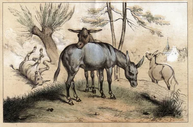 Beschrijving van de verschillende producten en toepassingen van de ezel: twee ezels in één. Detail van de plaat 