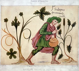 Esculapus vindt de betoneum (medicinale plant)