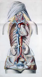 Exanthemata, uit Traite Theorique et Pratique des Maladies de la Peau door Pierre Francois Olive Rayer (1793-1867) 1835