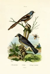 Kramsvogel