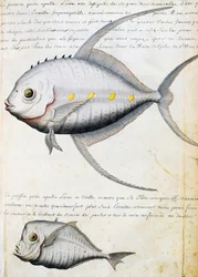 Vis genaamd Lisse en Maanvis, Sao Vicente eiland, Kaapverdië, aquarel uit logboek door Jacques Gouin de Beauchesne, kapitein van Compagnie royale de la Mer du Sud, 1698-1701