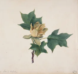 Bloem van een Tulpenboom