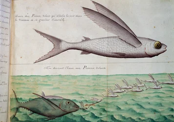 Vliegende vis en tonijn die vliegende vis achtervolgt, Kreeftskeerkring, aquarel uit logboek van Jacques Gouin de Beauchesne, kapitein van Compagnie royale de la Mer du Sud, van 1698 tot 1701, Frankrijk
