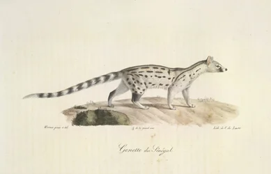 Genetkat uit Senegal, uit Histoire Naturelle des Mammifères (kleur litho)