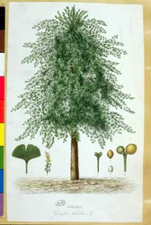 Ginkgo biloba boom