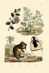 Geitenkruid