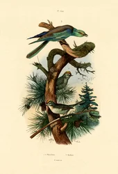 Goudhaantjes