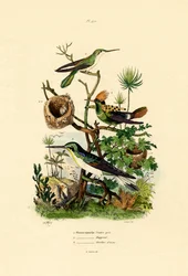 Kolibries