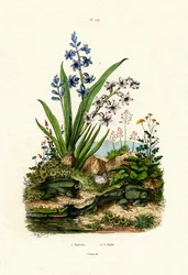 Hyacint Bloem