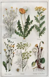 Illustratie uit "Mon docteur - Traite de Medecine et d