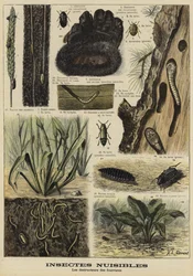 Insecten die bontkleding vernietigen