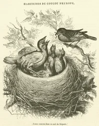 Jonge koekoek in een musnesten (gravure)