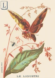 Ligustri (Sphinx ligustri of Ligusterpijlstaart)