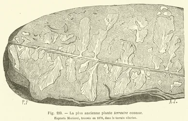De oudst bekende aardplant (gravure)