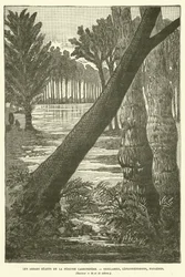 De reuzenbomen van de Carboon-periode