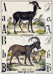 Letter A Antilope; B Steenbok. Gravure in 