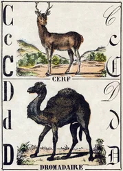 Letter C Hert; D Dromedaris. Gravure in "Alphabet des animaux sauvages". 9e Serie. Beeldvorming van Epinal, Pellerin, drukker-uitgever, circa 1870. Houtsneden, gestencild. 16 pagina