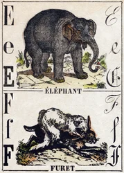 Letter E Olifant; F Fret. Gravure in "Alphabet des animaux sauvages". 9e Serie. Beeldvorming van Epinal, Pellerin, drukker-uitgever, circa 1870. Houtsneden, gestencild. 16 pagina