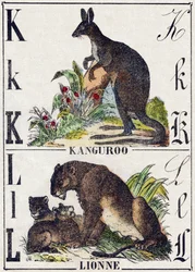 Letter K L; K Kangoeroe; L Leeuwin. Gravure in 