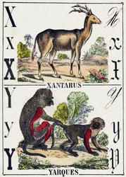 Letter X Xantarus; Y Yarques. Gravure in "Alphabet des animaux sauvages". 9e Serie. Beeld van Epinal, Pellerin, drukker-uitgever, circa 1870. Gravures op hout, gestencild. 16 pagina